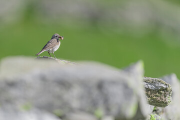 Water pipit with prey on the rock (Anthus spinoletta)