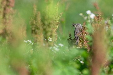 Among the grass, fine art portrait of Water pipit (Anthus spinoletta)