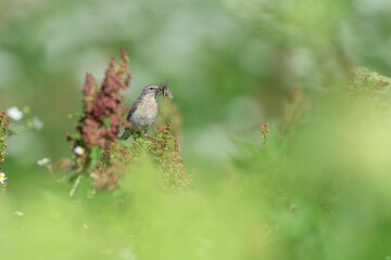 In the flowering meadow, the Water pipit (Anthus spinoletta)