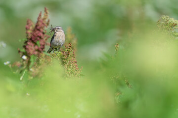 Fine art portrait of Water pipit in the grass (Anthus spinoletta)