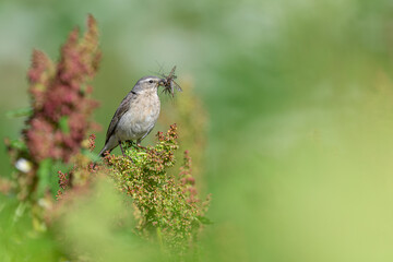 The water pipit, fine art portrait (Anthus spinoletta)