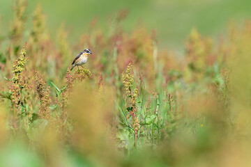 The Whinchat in the flowering meadow (Saxicola rubetra)