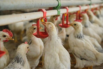 thirsty Chickens drinking water by nipple in Farm fresh water hot stress