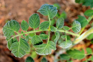 vegetable plant tomatoes young leaves on a bush in the garden close-up