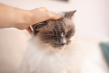 Obraz premium Soft focus portrait of a ragdoll cat being scratched on the head