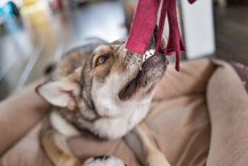 Clean, bright white dog teeth, tugging on fleece dog toy