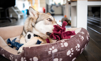 Young Saarloos Wolfdog laying in dog bed playing with fleece toy