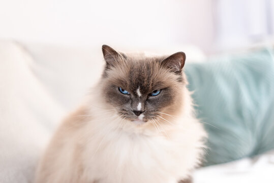 Grumpy, angry, annoyed looking ragdoll cat with narrowed blue eyes