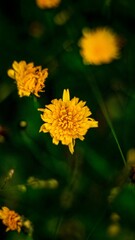 yellow flower in the garden