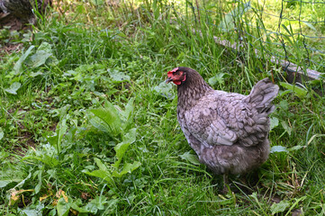 chicken walks in the yard of the house