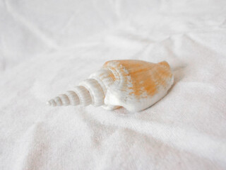 Decorative seashell on a white canvas