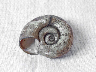 Decorative seashell on a white canvas