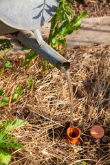 Au potager - Jardinier remplissant avec un vieil arrosoir en métal un réservoir d'eau poreau en terre cuite enterré dansle sol entre les légumes - obrazy, fototapety, plakaty