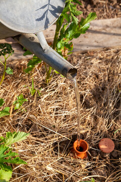 Au potager - Jardinier remplissant avec un vieil arrosoir en m&eacute;tal un r&eacute;servoir d'eau poreau en terre cuite enterr&eacute; dansle sol entre les l&eacute;gumes