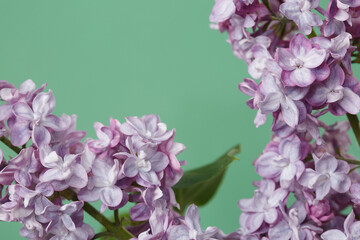 Fototapeta na wymiar Twig of lilac isolated on green background, macro.