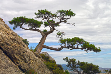 Relic pine against the sky. Crimea.