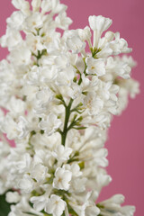 A bunch of white lilacs isolated on a pink background, macro.