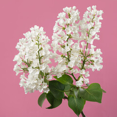 Bunch of lilac white color isolated on pink background.