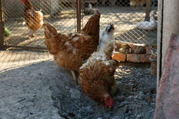 Two beautiful hens in yard. Domestic animals