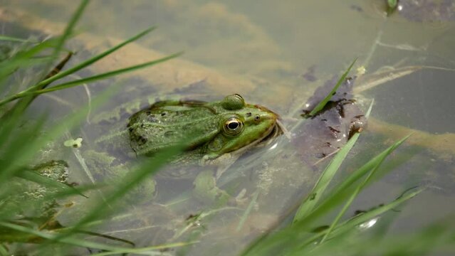 Close-up of a frog sitting among the grasses in the water.