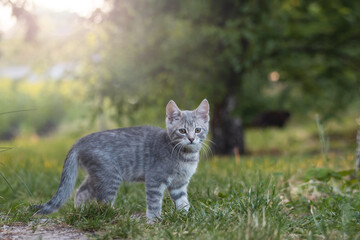 Naklejka na ściany i meble gray kitten in the garden at sunset