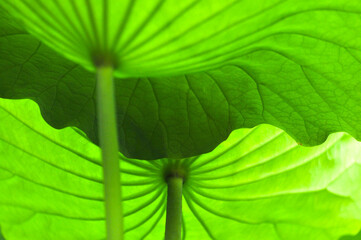 lotus flower leaf in pond