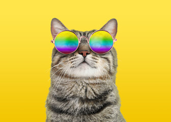 Fototapeta Funny cat in stylish sunglasses with rainbow lenses on yellow background obraz