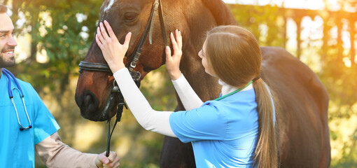 Veterinarians in uniform with beautiful brown horse outdoors. Banner design