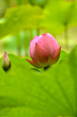Blossoming lotus flowers
