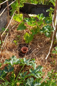 Au potager - Jardinier remplissant avec un vieil arrosoir en m&eacute;tal un r&eacute;servoir d'eau poreau en terre cuite enterr&eacute; dansle sol entre les l&eacute;gumes