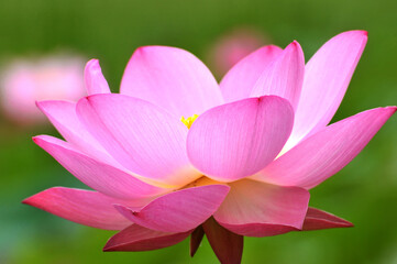 Blossoming lotus flowers