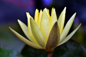 Obraz premium Blossoming waterlily flowers