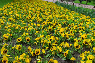 Colorful pansies viola flowers (viola reichenbachiana) field blooming