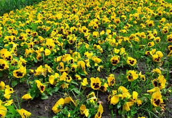 Colorful pansies viola flowers (viola reichenbachiana) field blooming