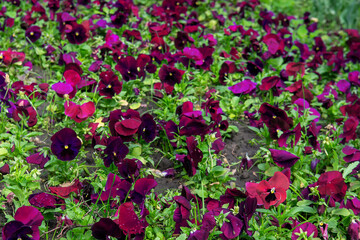 Colorful pansies viola flowers (viola reichenbachiana) field blooming