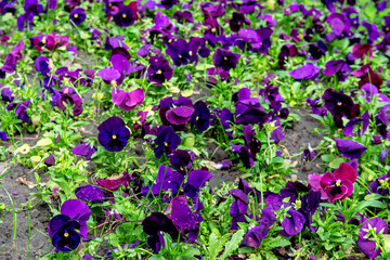 Colorful pansies viola flowers (viola reichenbachiana) field blooming