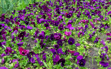 Colorful pansies viola flowers (viola reichenbachiana) field blooming