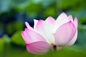 Blossoming lotus flowers