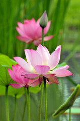Fototapeta premium Blossoming lotus flowers