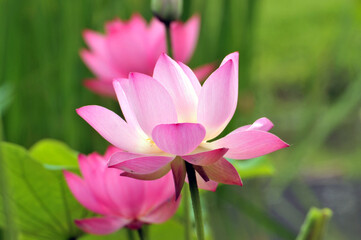 Fototapeta premium Blossoming lotus flowers