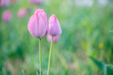Beautiful colorful pink tulip background photo