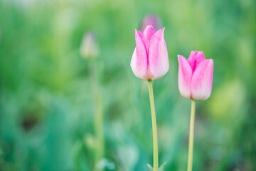 Fototapeta premium Beautiful colorful pink tulip background photo