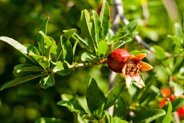 Green pomegranate fruit set after flowering. Pomegranate branch with ovary and green leaves. Unripe fruit. Growing fruits in agriculture. Farm organic fruits. Organic vegetarian food. Proper nutrition