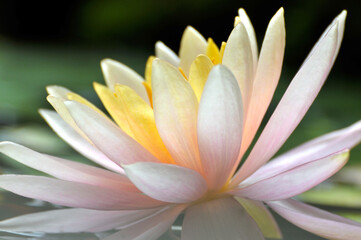 Blossoming waterlily flowers	