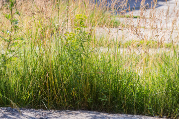 Grass with dry ears, other plants among concreted surface areas