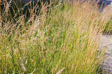 Wild growing grass with dry ears on a blurred background