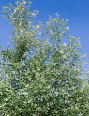 Tops of white poplar trees against the clear sky