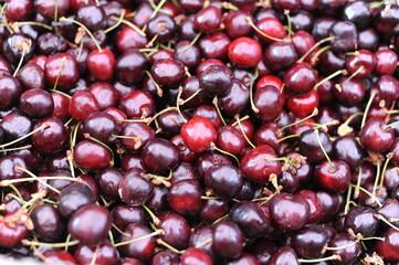Fresh, juicy, raw, organic, natural sweet cherries fruits on a pile after harvest in summer