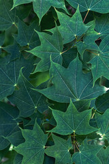 Lush green Maple Leaves texture. Dark green summer forest background. Moody natural botanical pattern. Beautiful spring Garden Foliage.