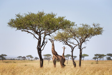 Fototapeta premium Two Maasai giraffe, male and female, grazing from an acacia tree in the Masai Mara